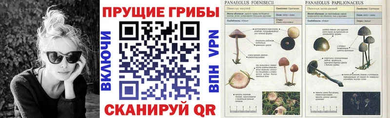 МЕГА как войти Выборг Галлюциногенные грибы мухоморы